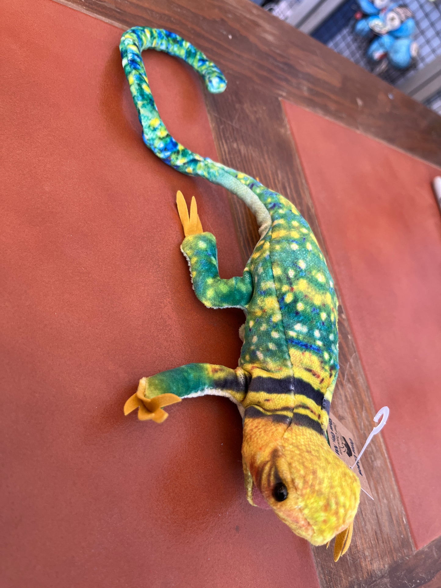 Mini Collared Lizard