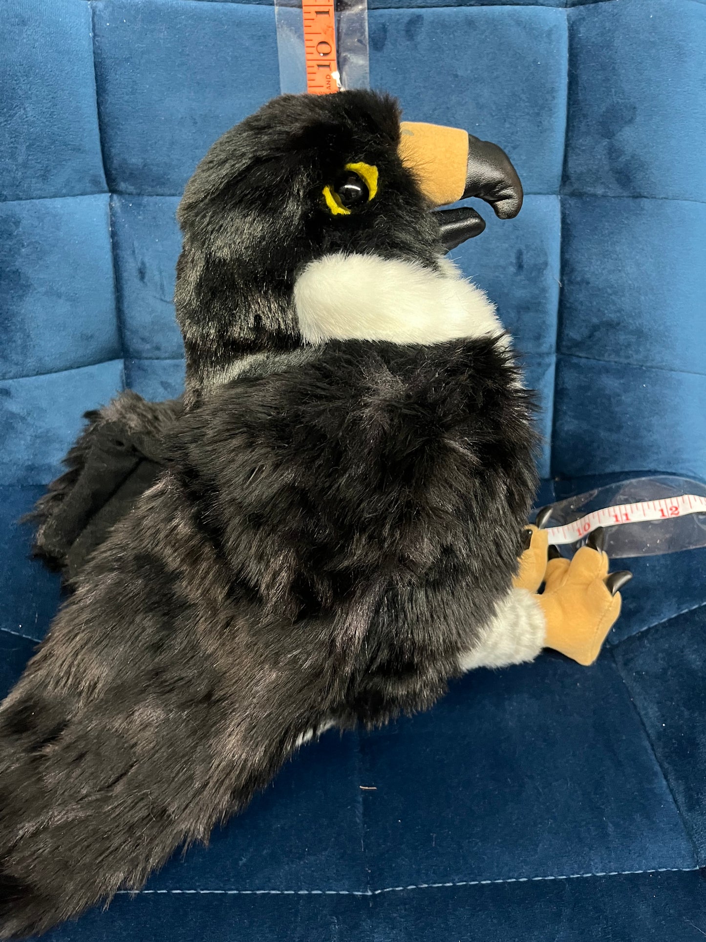 Peregrine Falcon