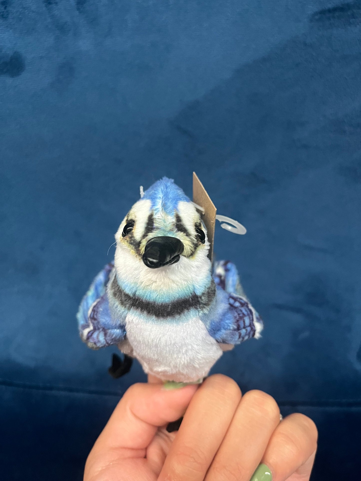 Mini Blue Jay