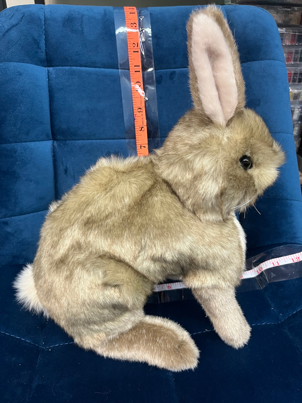 Cottontail Rabbit