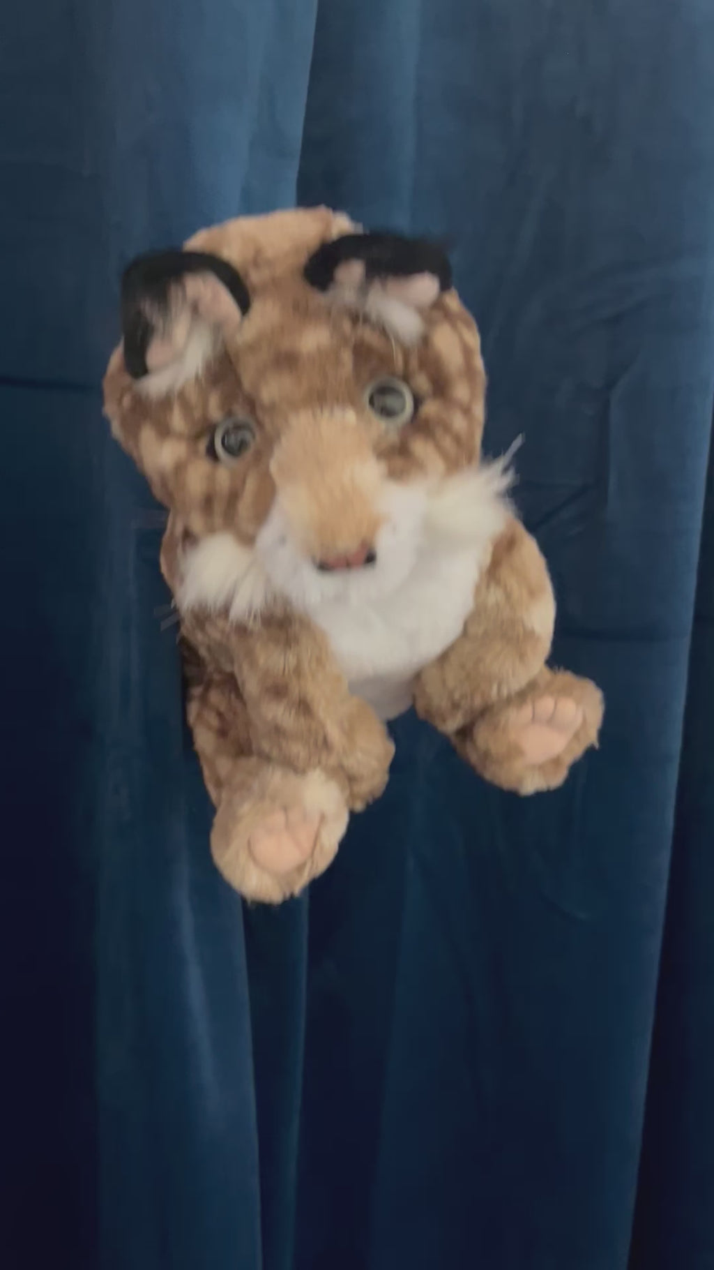 Bobcat