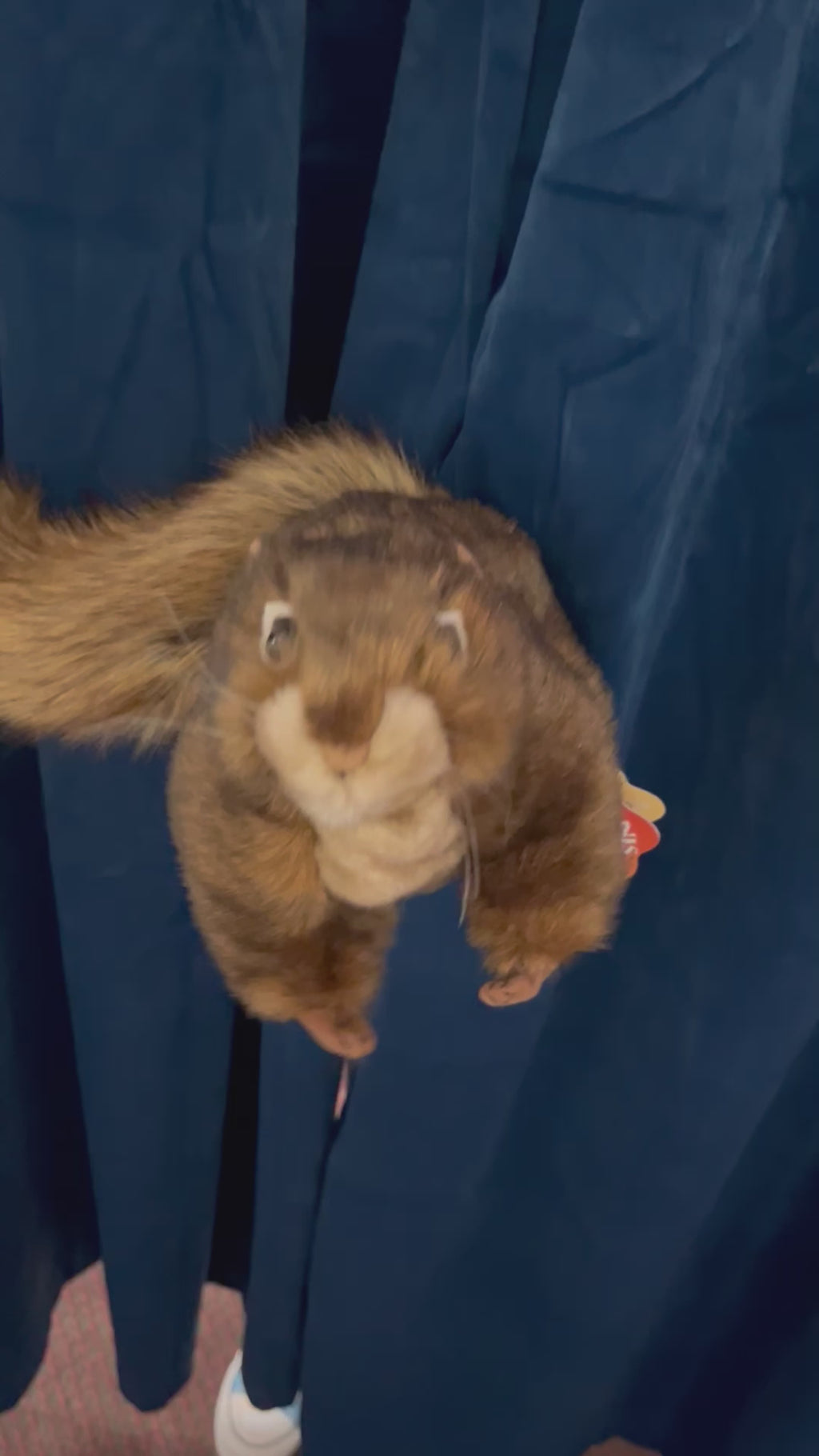 Red Squirrel